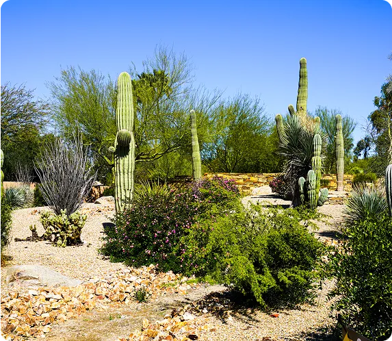 Paradise Valley view